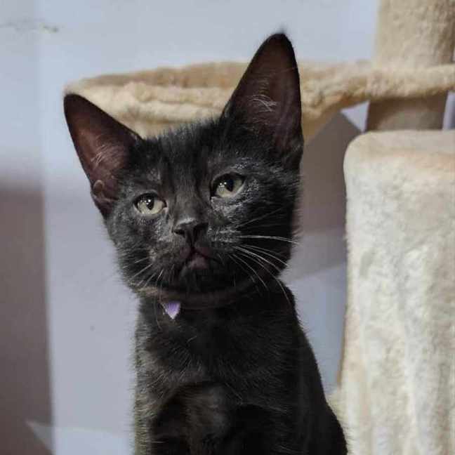 Photo of Saffie