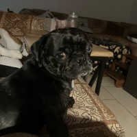 Photo of Opal