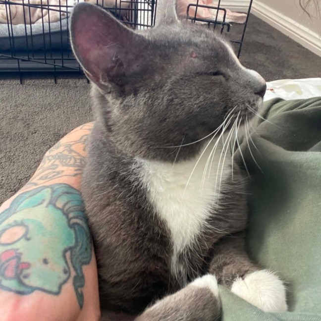 Photo of Sox 🧦 