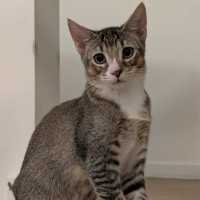 Photo of Blossom   In Foster Care In Glenroy