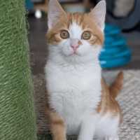 Photo of Humphrey