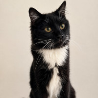 Photo of Felix