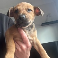 Photo of Simcoe
