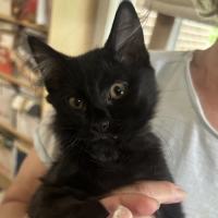 Photo of Juniper