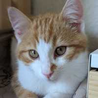 Photo of Humphrey