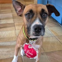 Photo of Hungry Hungry Hippo