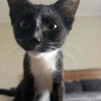 Photo of Momo