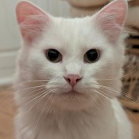 Photo of Crème Brûlée