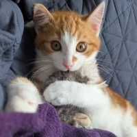 Photo of Humphrey