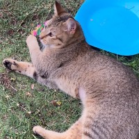 Photo of Pepper