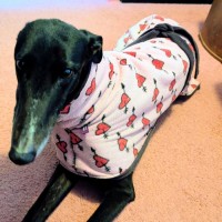 Photo of Bonnie, The Greyhound