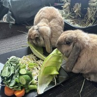Photo of Lady Marmalade & Saffron (Located In Point Cook)