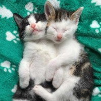 Photo of Tekapo 💙