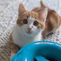 Photo of Humphrey