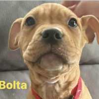 Photo of Bolta