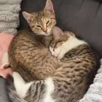 Photo of Amber & Tiger ^^Dandy Cat Rescue^^