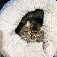 Photo of Tinkerbell ^^Dandy Cat Rescue^^