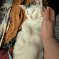 Photo of Olive