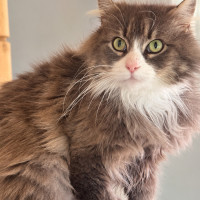 Photo of Meeka