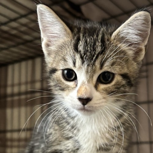 Riggs - Domestic Short Hair (DSH) Cat