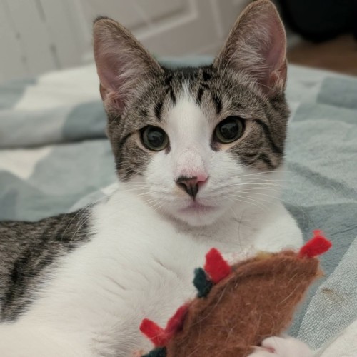 Brad  - Domestic Short Hair (DSH) Cat