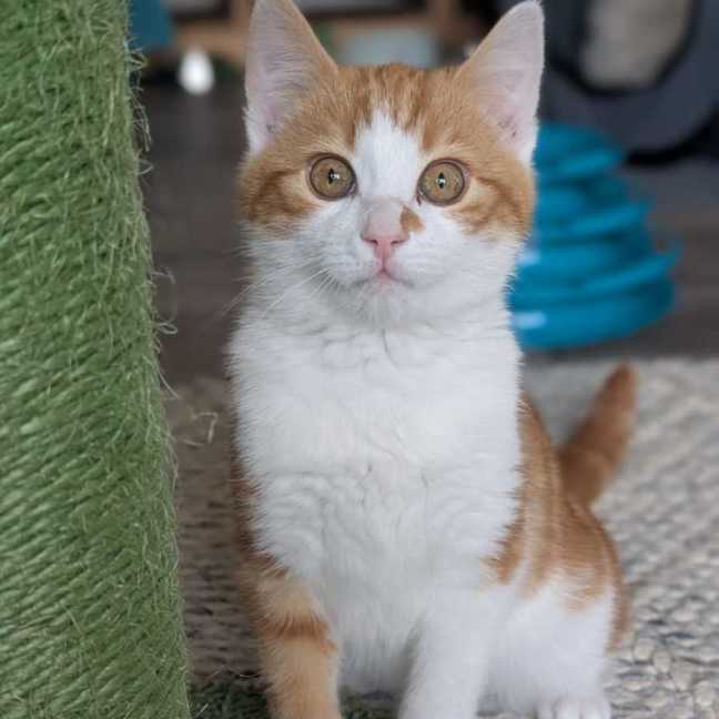 Photo of Humphrey