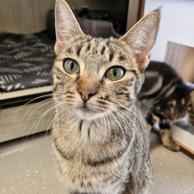 Photo of C1481 Odette