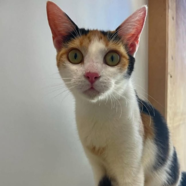Photo of Sweetpea