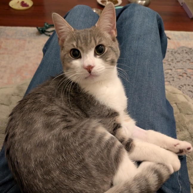 Photo of Chicken Salt