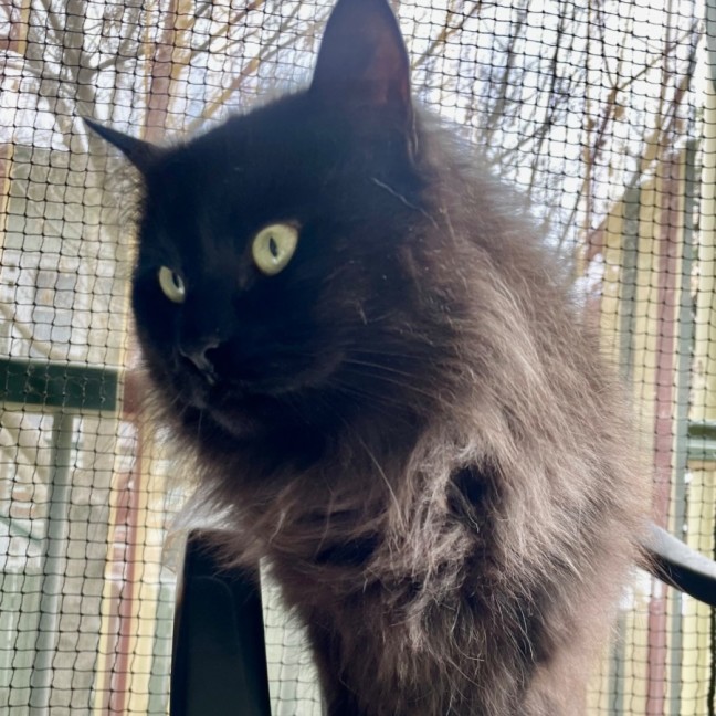 Photo of Raven 