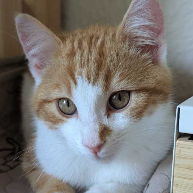 Photo of Humphrey