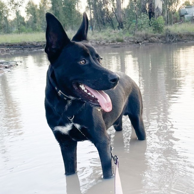 Photo of Phantom