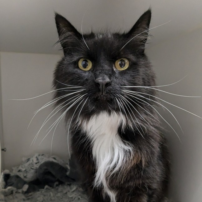 Photo of 🥞 Crepes 5730 🥞