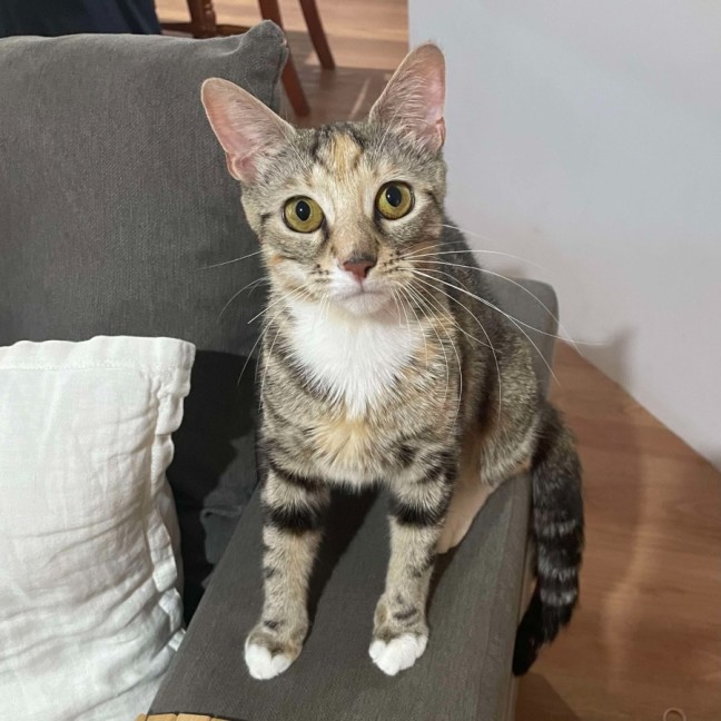 Photo of Trixie
