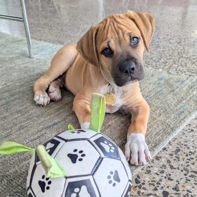 Photo of The Grasses Litter 