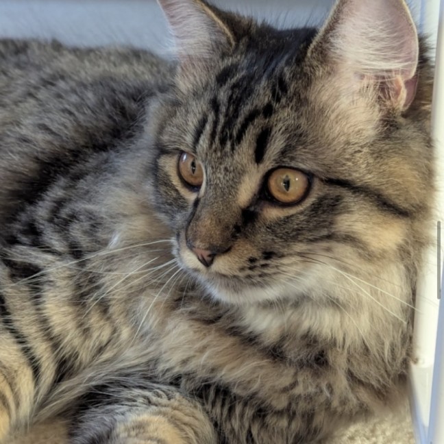 Photo of Tigger