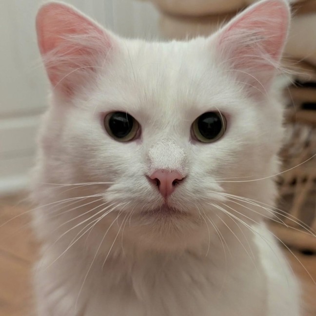 Photo of Crème Brûlée