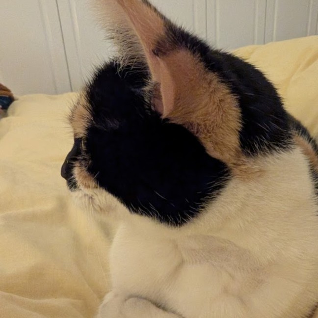 Photo of Duchess