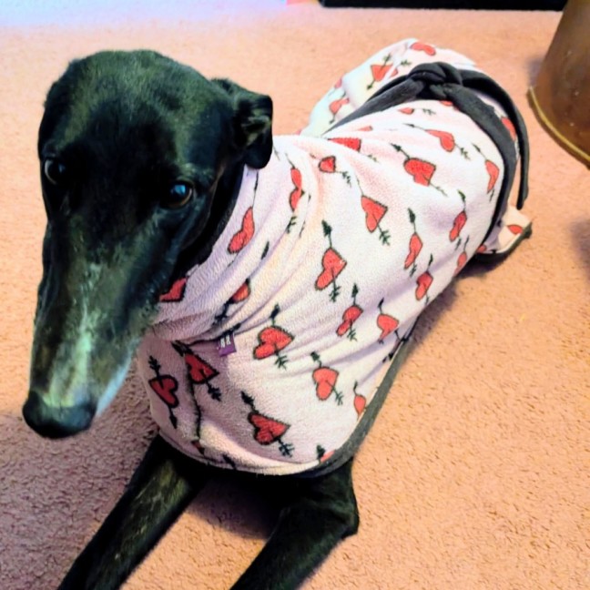 Photo of Bonnie, The Greyhound