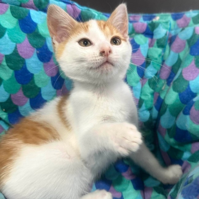 Photo of Barbara   Meet Me @ Petstock Prahran!