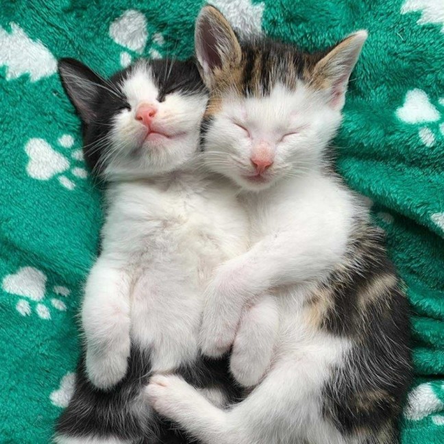 Photo of Tekapo 💙