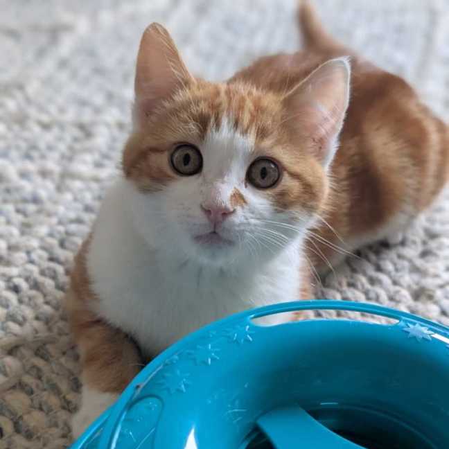 Photo of Humphrey