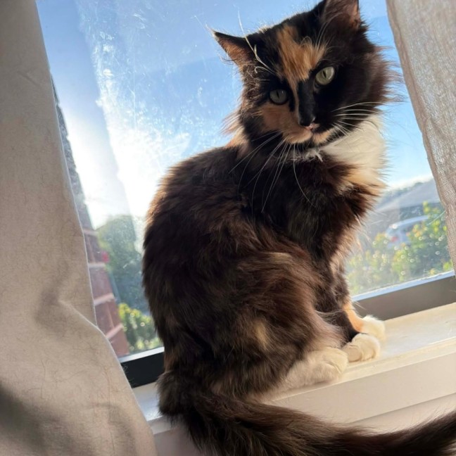 Photo of Cleo 🐱 