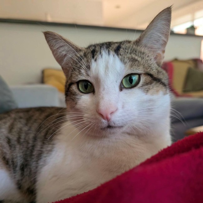 Photo of Pippin 