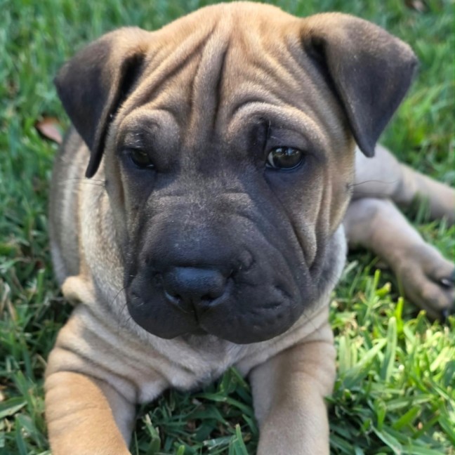 Photo of Bella