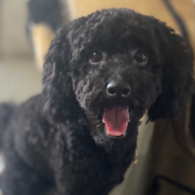 Photo of Coco