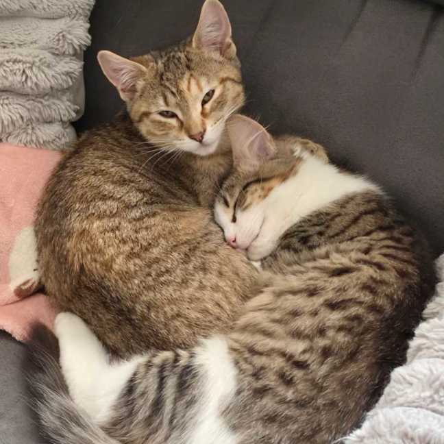 Photo of Amber & Tiger ^^Dandy Cat Rescue^^