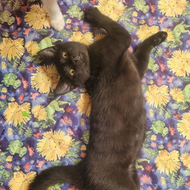 Photo of 🌺 Poppy 🌺