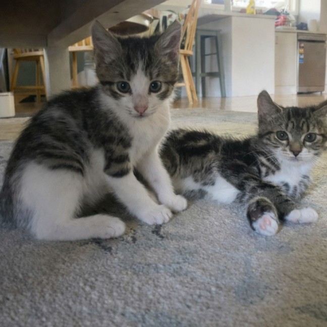 Photo of 🐾 Phoenix 🐾