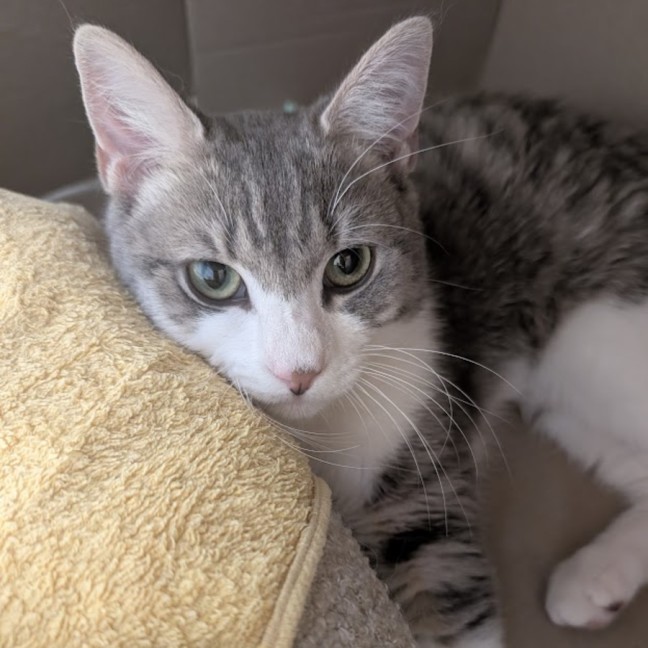 Photo of Chicken Salt